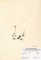 藏品(梅花草)的圖片